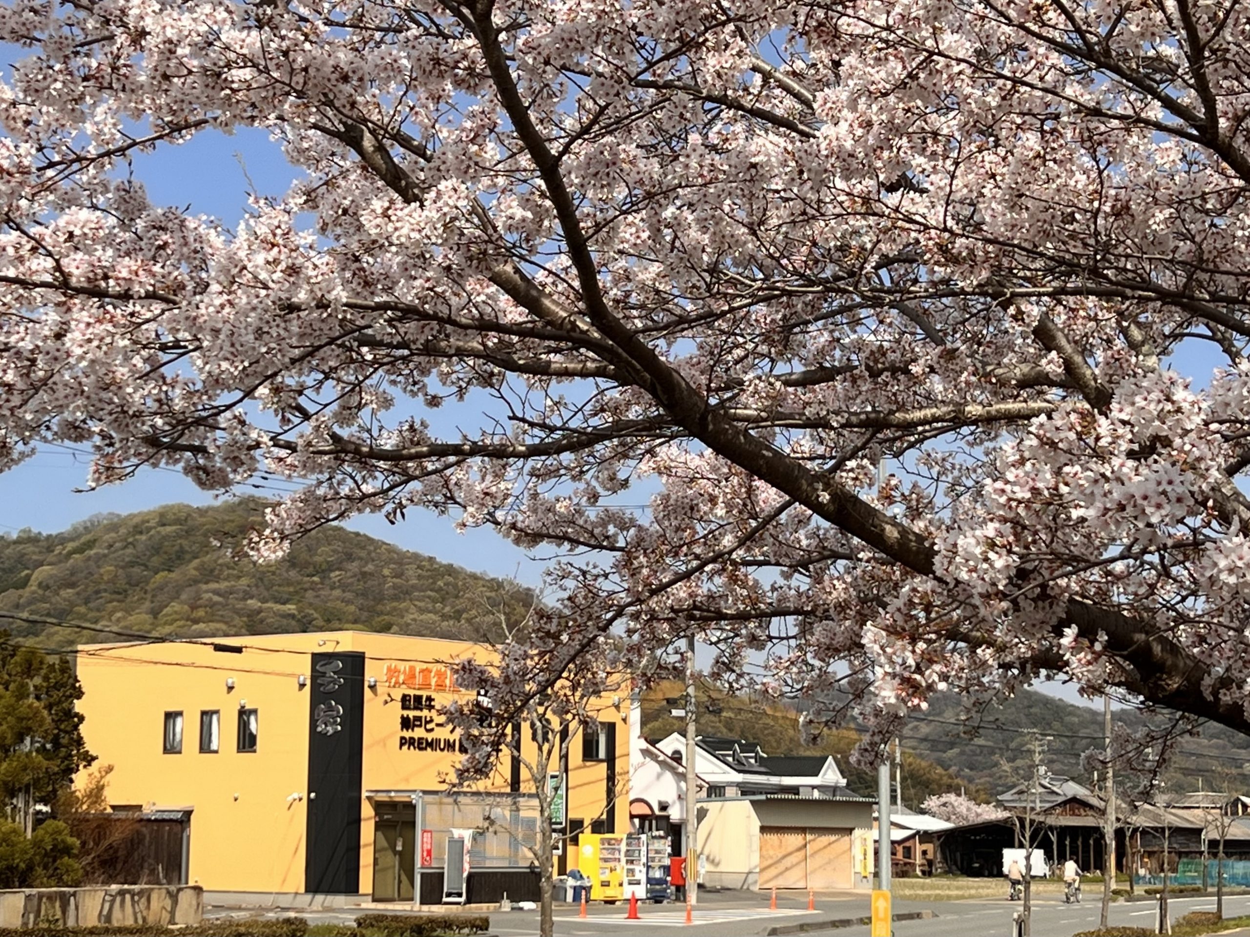 玉家の桜